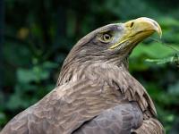 Seeadler